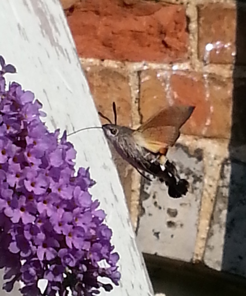 Pic of Hummingbird moth