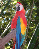 parrot